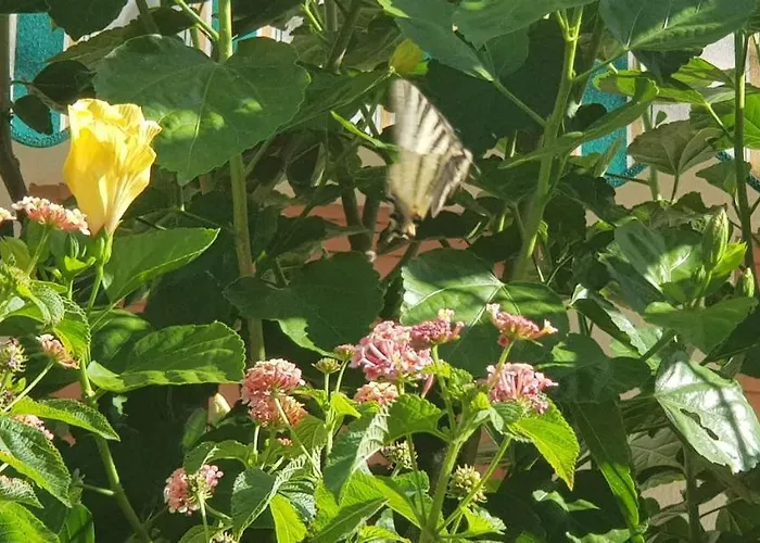 Appartement Con Giardino Sul Mare