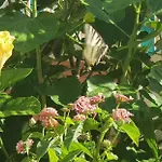 Apartamento Con Giardino Sul Mare